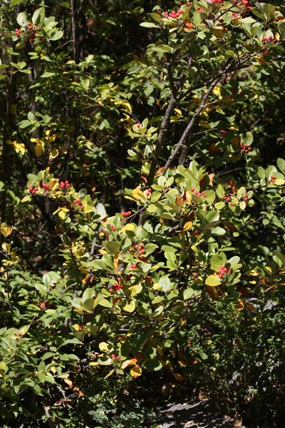 Sorbus aria
